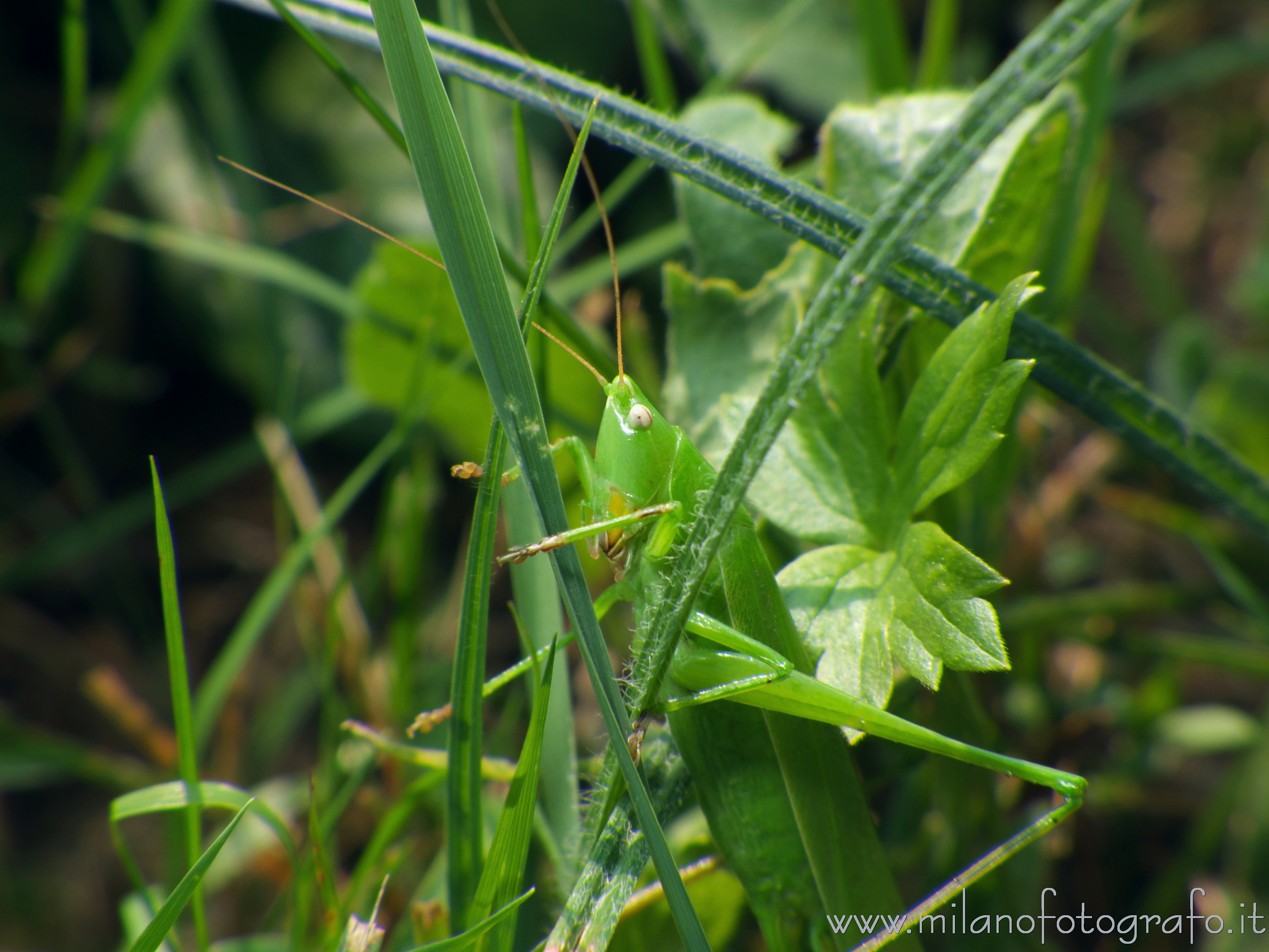 Cadrezzate (Varese) - Cavalletta Ruspolia nitidula